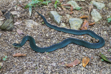 serpente