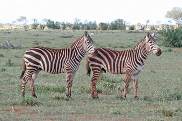 Fototapeta na wymiar afrikanische Zebras im Nationalpark, Seitenansicht