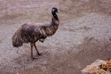 ostrich at the farm