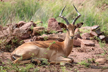 Impala liegend