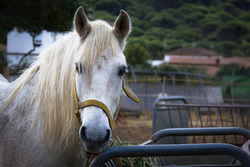 Gorgeous white horse with long mane eating grass on stable © Josu Ozkaritz