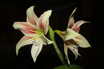 Hippeastrum giraffe