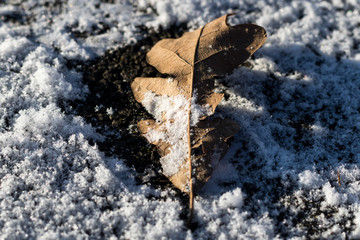 snow fallen on the floor