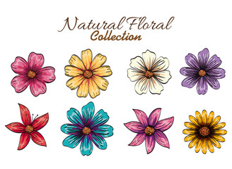 set floral decoration vintage style vector illustration design