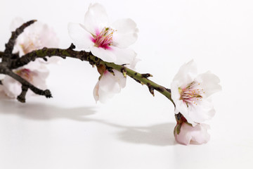 almond tree branch