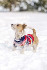 cute dog in sweater isolated on snow 