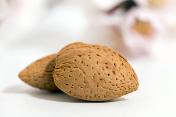 almond tree branch and almonds