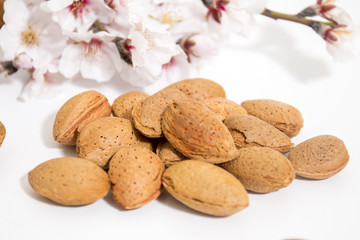 almond tree branch and almonds