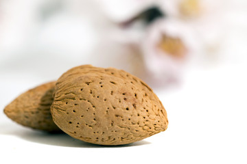almond tree branch and almonds