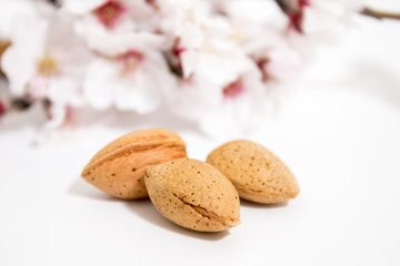 almond tree branch and almonds