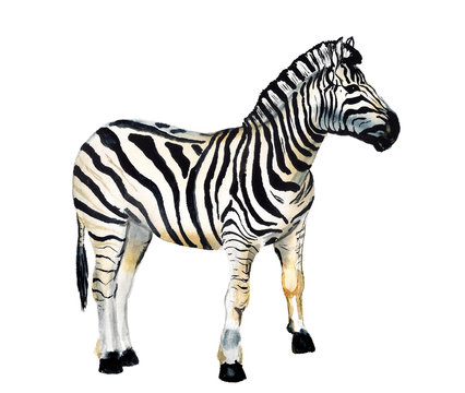 Watercolor image of zebra