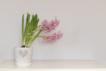 Pink hyacinth flower in the white pot ornamented with a heart standing on the white table. Excellent gift for the International Women's Day, Valentine's Day or without any occasion.
