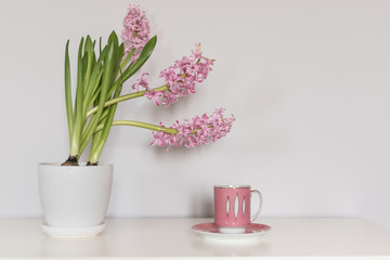 Pink hyacinth flower in the white pot and one cup of coffee standing side by side on the table. International Women's Day