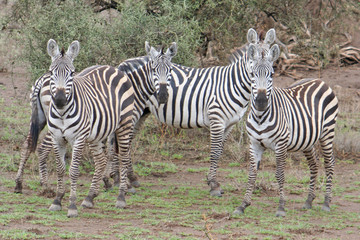 Fototapeta na wymiar afrikanische Zebras im Nationalpark, neugierig