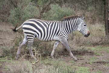 Fototapeta na wymiar afrikanisches Zebra im Nationalpark