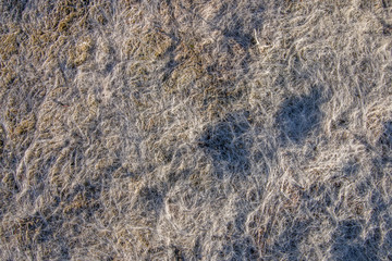 Fototapeta na wymiar Dry low tide grass in the beach