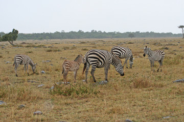 Fototapeta na wymiar afrikanisches Zebras im Nationalpark