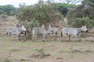 Fototapeta na wymiar afrikanische Zebras im Nationalpark