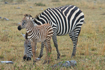 Naklejka na ściany i meble weibliches Zebra mit ihrem kleinen jungen Baby Zebra