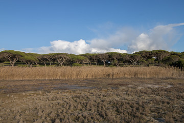 low tide marshland