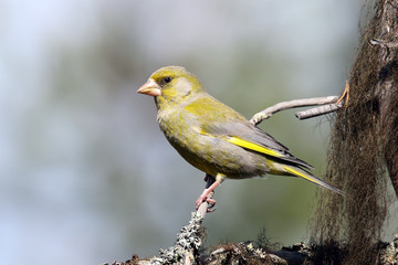 European Greenfinch