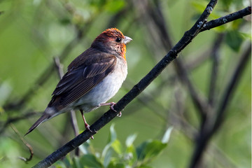 Common Rosefinch