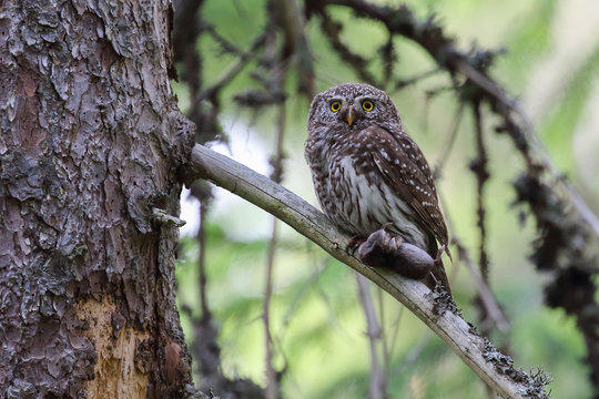 Eurasian Pygmy Owl 