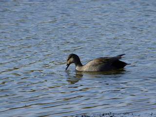 Male gadwall on pond during winter