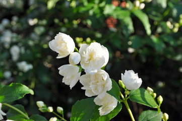 White jasmine flowers in spring