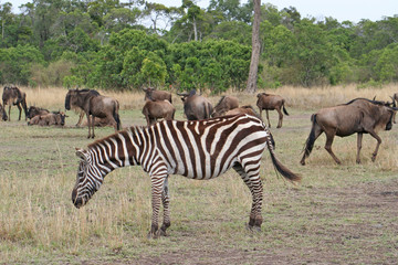 afrikanisches zebra, im Hintergrund eine Herde Gnus