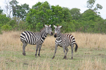 Fototapeta na wymiar zwei zebras verliebt kopf an kopf nebeneinander