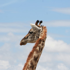 giraffe nahaufnahme, hals, mähne und kopf