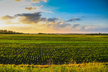 Tavriysky blooming steppe in summer