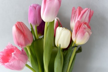 
spring flowers tulips