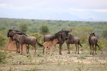 gnu krüger