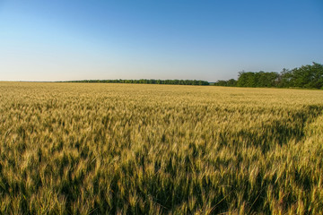Tavriysky blooming steppe in summer