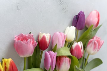 
spring flowers tulips