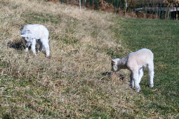 Pair of cute newborn little lambs on pasture, sunny day