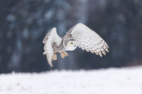 Schneeeule