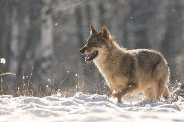 Fototapeta na wymiar Wolf im Winter