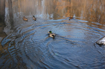 Anatinae, duck winter