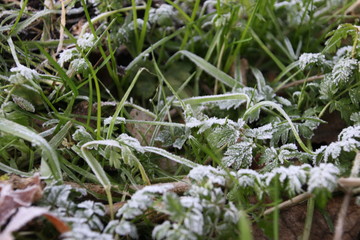 Frozen nettle in the field in winter