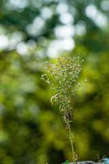 plants on blurry background