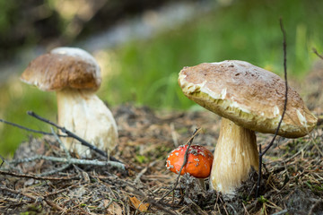Two huge Porcini mushrooms and small Amonita Muscaria