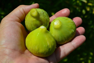 drei Feigen in einer Hand