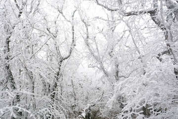 Winter landscape
