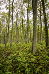 Obraz premium Forest full of fern on Curonian Spit, Lithuania