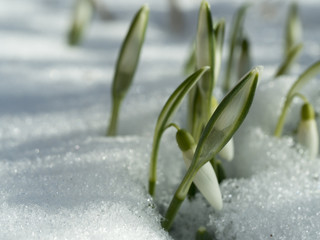 Wachsende Schneeglöckchen im Schnee