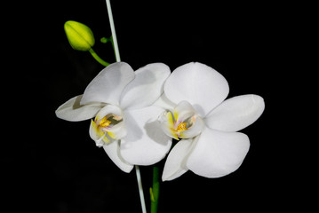 Blooming white felenopsis (orchid) on a black background.