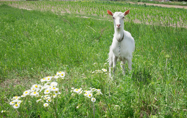 White adult goat grasses on summer meadow field at countryside